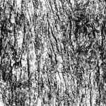 bark2disp 150x150 การ render Pecspective ภายนอก Vray by Red Vertex 4 (พื้นผิวTexture)